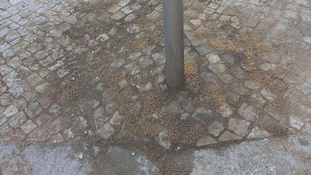 Regularização da calçada e colocação de pilaretes na rua Afonso Paiva
