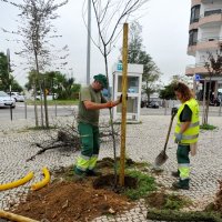 Reposição de árvores no Feijó